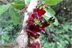 Tolypanthus lagenifer